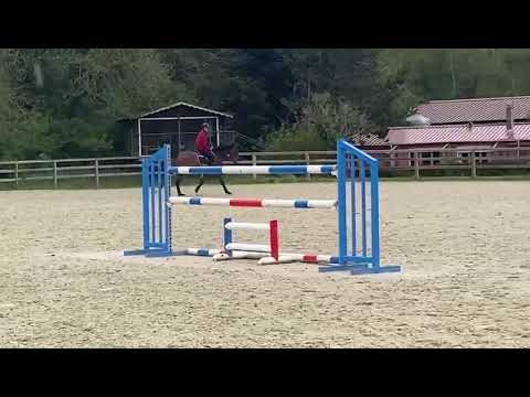 For sale : Flash ( Contendro) 6 ans