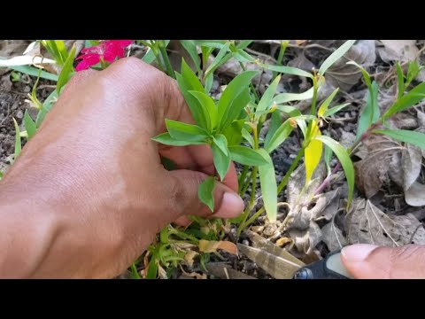 How to take Dianthus cuttings (Sweet William)