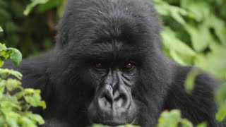 preview picture of video '#AfricaAsOne Part 11: The Rwandan Silverback named Igisha'