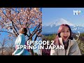 SPRING IN JAPAN 2 MELIHAT SAKURA MEKAR DAY TRIP KE GUNUNG FUJI