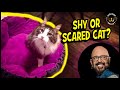 THE Key to Helping Your Shy or Scared Cat