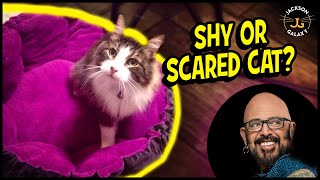 THE Key to Helping Your Shy or Scared Cat