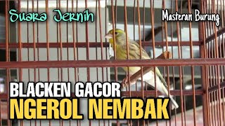 Download lagu BLACKEN gacor ROL TEMBAK masteran paling di cari KICAU MANIA mp3 Download lagu BLACKEN gacor ROL TEMBAK masteran paling di cari KICAU MANIA mp3