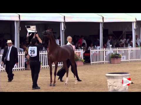 N.29 AURORA HM - Menton 2015 - Fillies 2 year old (Class 2A)