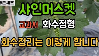 #샤인머스켓재배기술 #화수정리화수정형 #시설하우스비가림비닐하우스