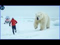 When Polar Bears Go On A Rampage Caught On Camera