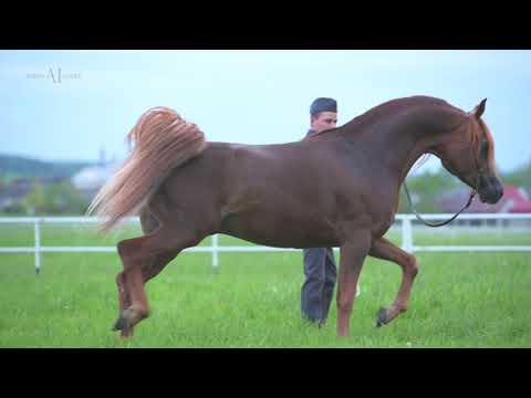 PRIDE OF POLAND 2021/SUMMER SALE S/18 WORONIN (Witorio TO x Wilda / Gazal Al Shaqab)