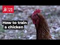 Tricks For Training Chickens