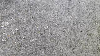 Whitesnake , Hit An` Run + Lyrics