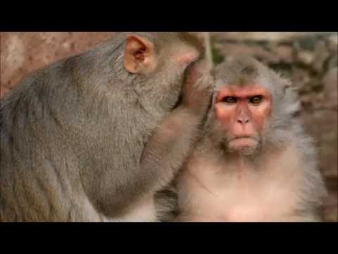 Juventa vs. Andrew Bayer feat. Molly Bancroft - Nothing But Your Secrets (Myon & Shane 54 Mashup)