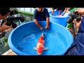 Jumbo Koi fish Harvest - Marudo Koi Farm