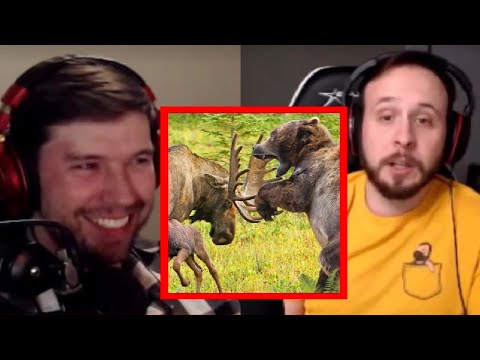 Moose vs Bear & Other Animal Fights | PKA