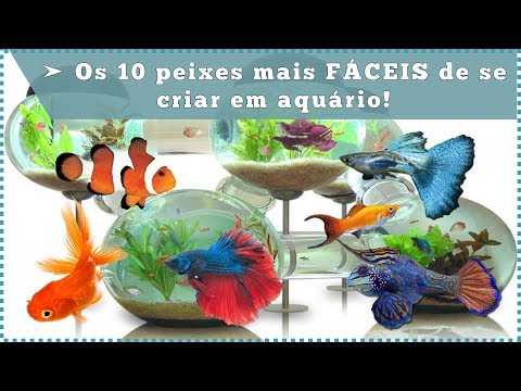 Os 10 peixes mais FÁCEIS de se criar em aquário!