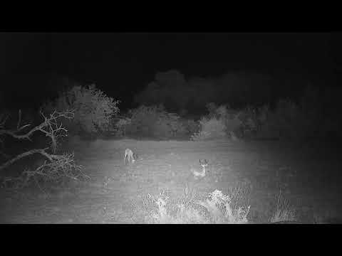 Djuma: Two Impala rams resting - 00:21 - 11/16/21