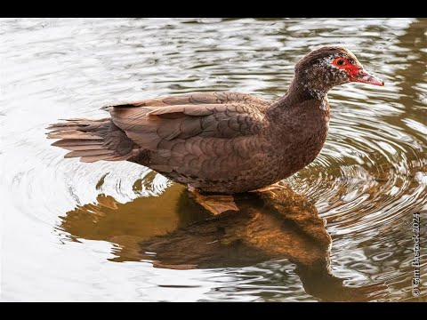 Muscovy Duck Gender | How to tell the difference between Male & Female