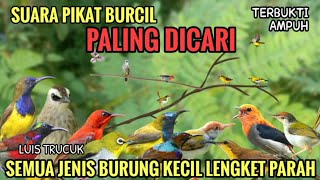 Download lagu Suara pikat semua burung kecil | Mp3 pikat terbukti paling ampuh #pikatburung mp3 Download lagu Suara pikat semua burung kecil | Mp3 pikat terbukti paling ampuh #pikatburung mp3