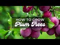 How to Grow Plum Tree  Growing Plum in pot or garden  tips to grow and care  Bonsaiplantsnursery.com