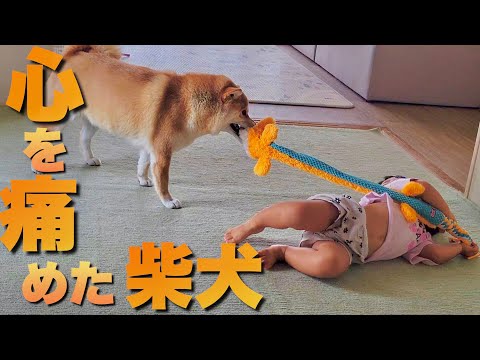 何度も遊びに誘い、やっと遊べた妹を泣かしてしまい心を痛める柴犬姉