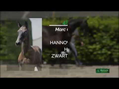 48 Milanello (Marc Cain x Dancing Hit)