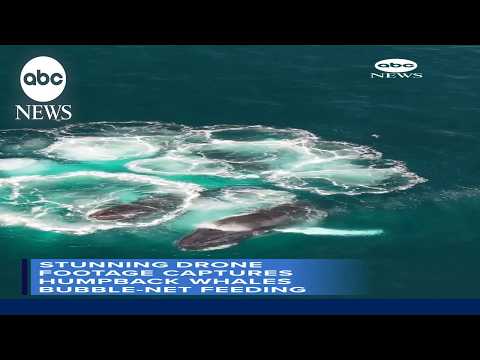 Drone captures humpback whales bubble-net feeding