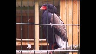preview picture of video 'Greifvogelpark Hellenthal 2014'