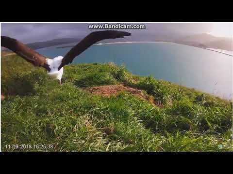 ~ Start do lotu ~ Albatros Królewski -  Nowa  Zelandia   11/09/2018