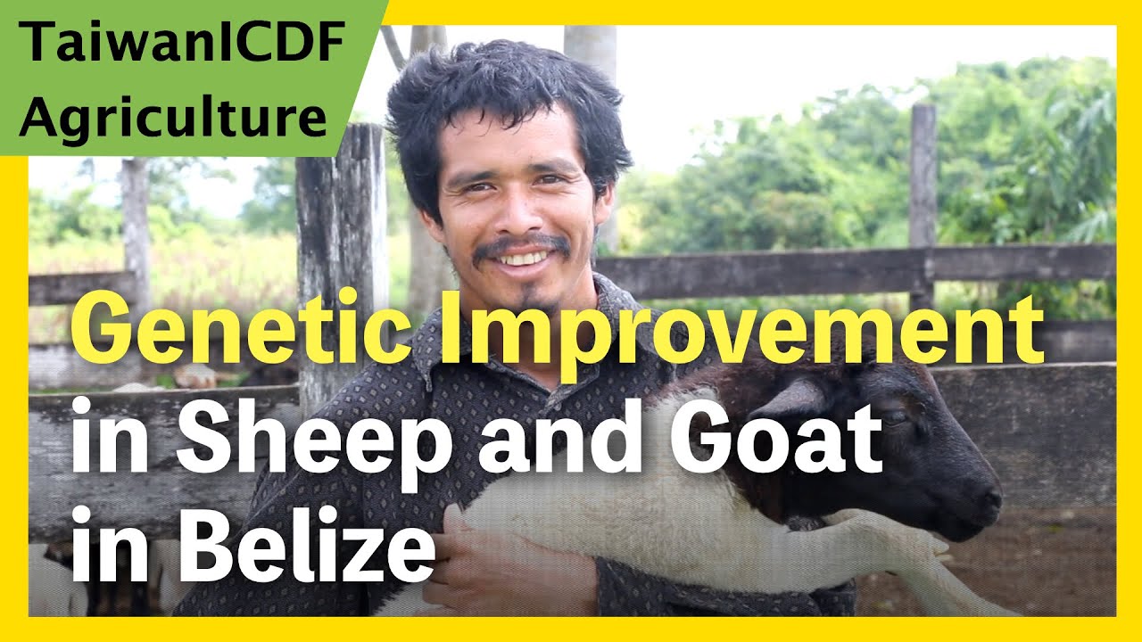 Genetic Improvement in Sheep and Goat Project (Belize)