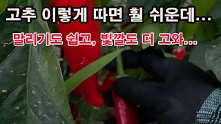 고추 이렇게 따면 훨 쉬운데...말리기도 더 쉽고, 빛깔도 더 고와 (고추 수확, 고추 따기, 고추 세척, …