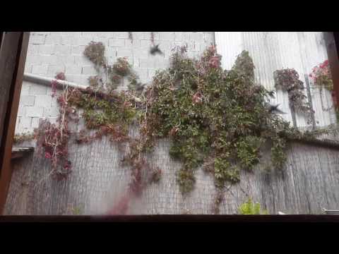 the birds ( die Vögel )2