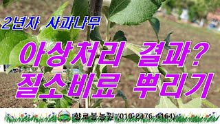 2년차 사과나무 3월 28일 아상처리한 결과 확인 그리고 질소비료 뿌리기