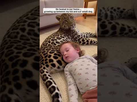 I rescued a tiny leopard out of the snow #shorts