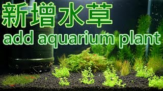 蝦缸新增水草 Add aquarium plant at shrimp tank after 8 days