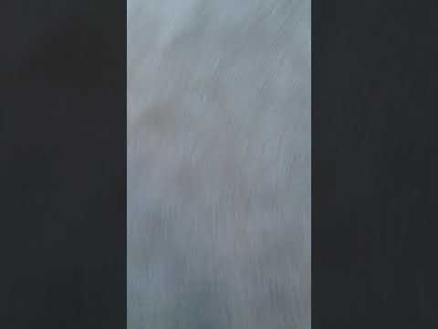 Toad Finds the lemons