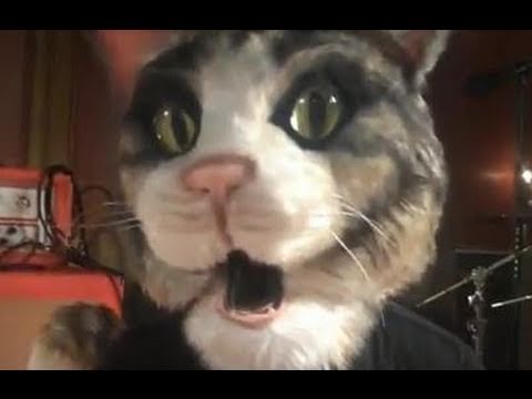 Taking Back Sunday – Faith (When I Let You Down) OMGWTFTBS Cat [Official Music Video] video thumbnail