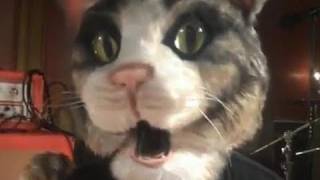 Taking Back Sunday - Faith (When I Let You Down) OMGWTFTBS Cat [Official Music Video]