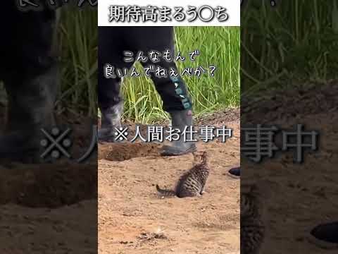猫のおもしろ動画にツッコミどころ満載なアフレコしてみた＃475【期待】【ハプニング映像】#shorts　#アフレコ #面白動画