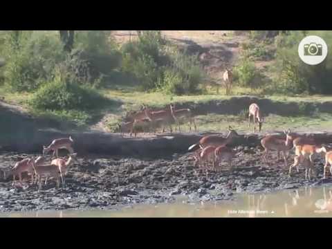 IMPALA HERD