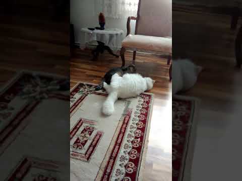 Kedi Pamuk ile Fazıl