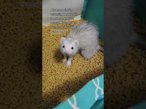Macaronis et furets