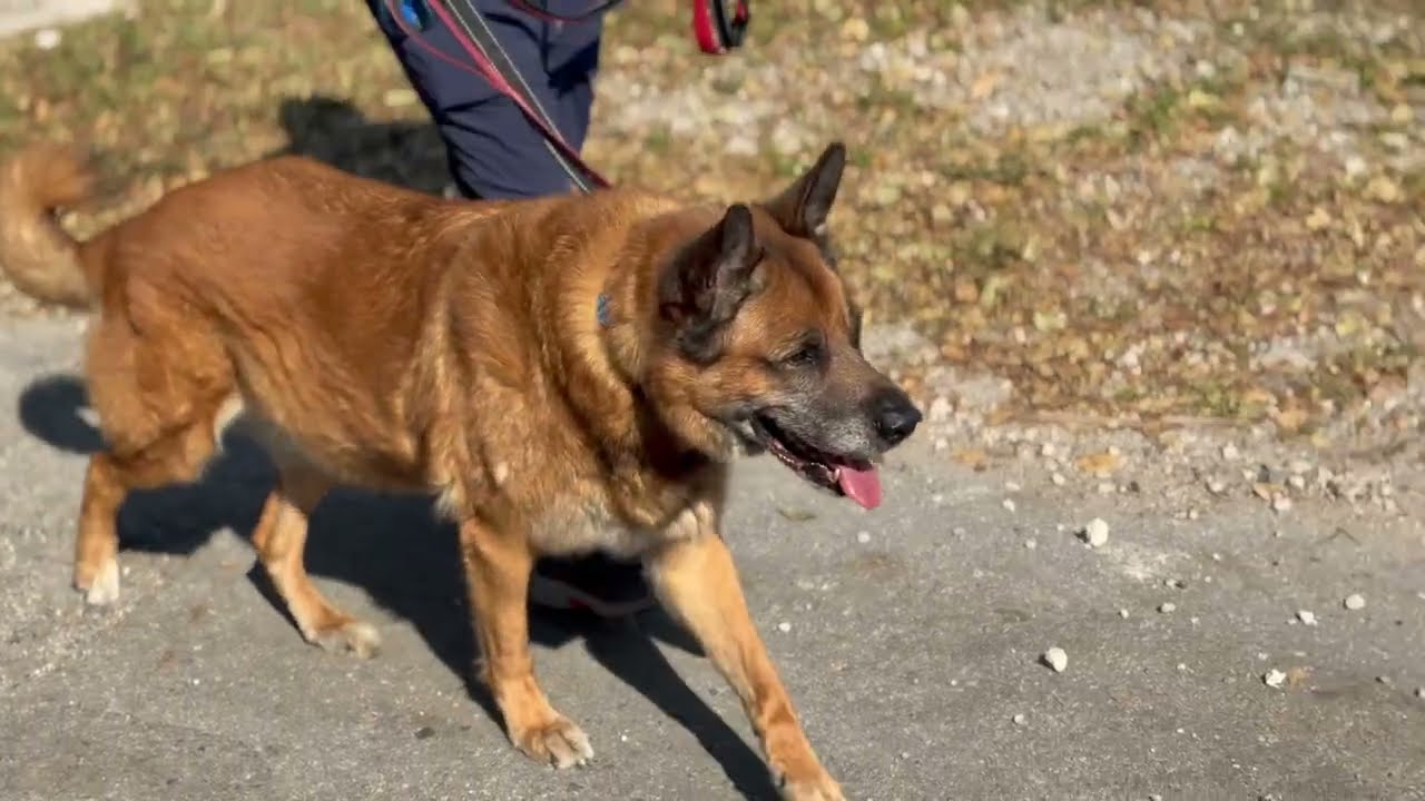 Enlarge Sampson, a Adoptable German Shepherd Dog in Fort Lauderdale, FL video 6/6