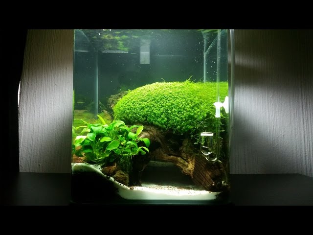 Nano Cube Aquascape