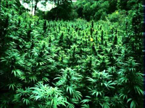 Cocoa Brovaz feat. Eak A Mouse - Wanted