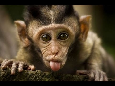 Les singes rigolos vous feront rire aux éclats - compilation drôle et mignonne - à regarder absolument !