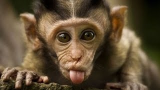 Funny monkeys will make you laugh hard - Funny and cute compilation - Must watch!