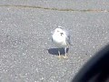 Seagull In A Parking Lot Asking For Fries