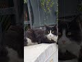 Beautiful Cat With Pink Nose Is Very Cute But A Little Shy Shorts