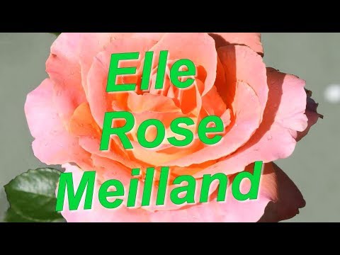 download lagu mp3 mp4 Ingrid Bergman Height Cm, download lagu Ingrid Bergman Height Cm gratis, unduh video klip Ingrid Bergman Height Cm