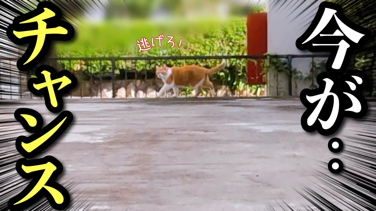 Cat Escapes! A Careless Owner's Mistake Leads to Unexpected Consequences...