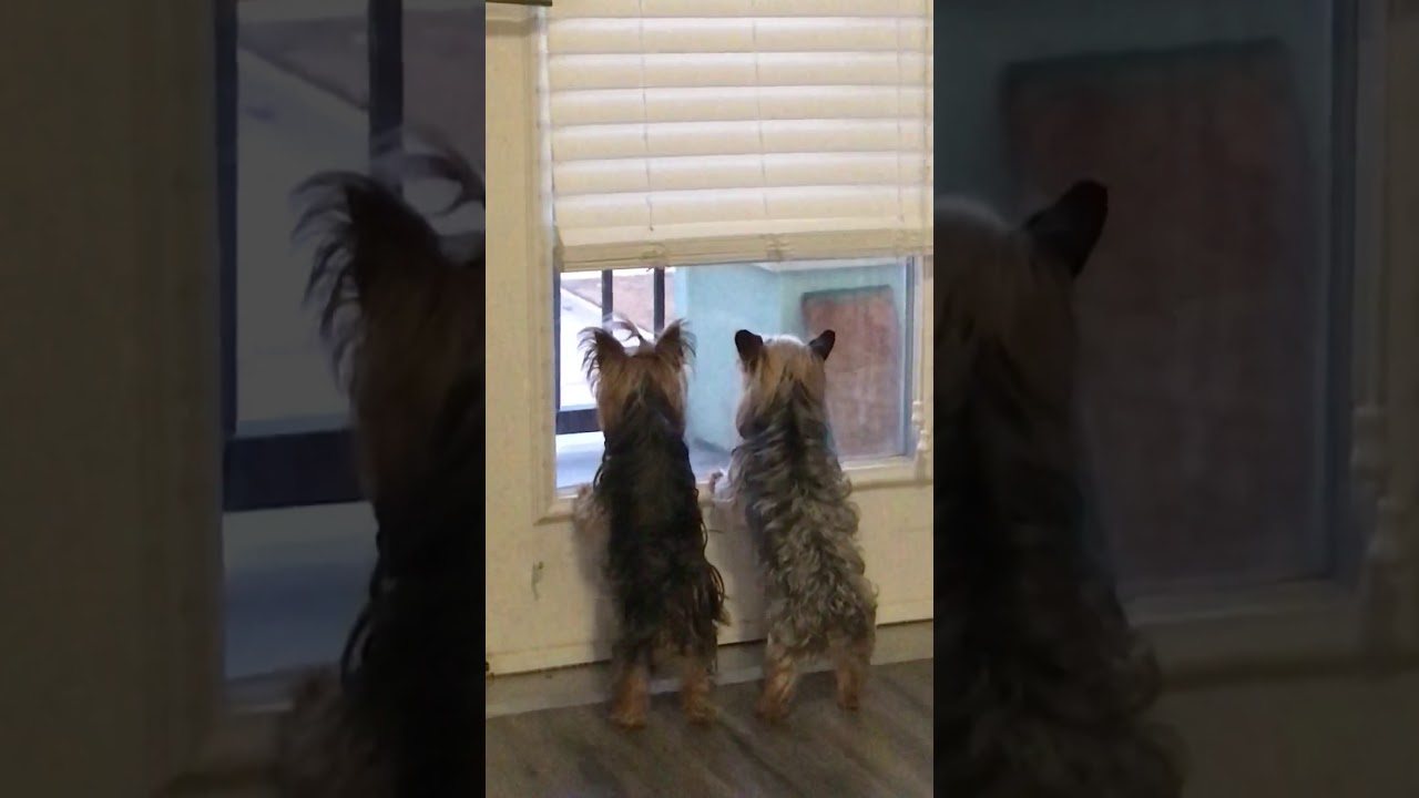 YORKIE: if you have Yorkies you understand 😂#dogbarking#yorkie#puppy