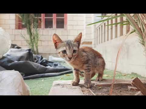 Cute Cat #cat #ytshorts #shorts